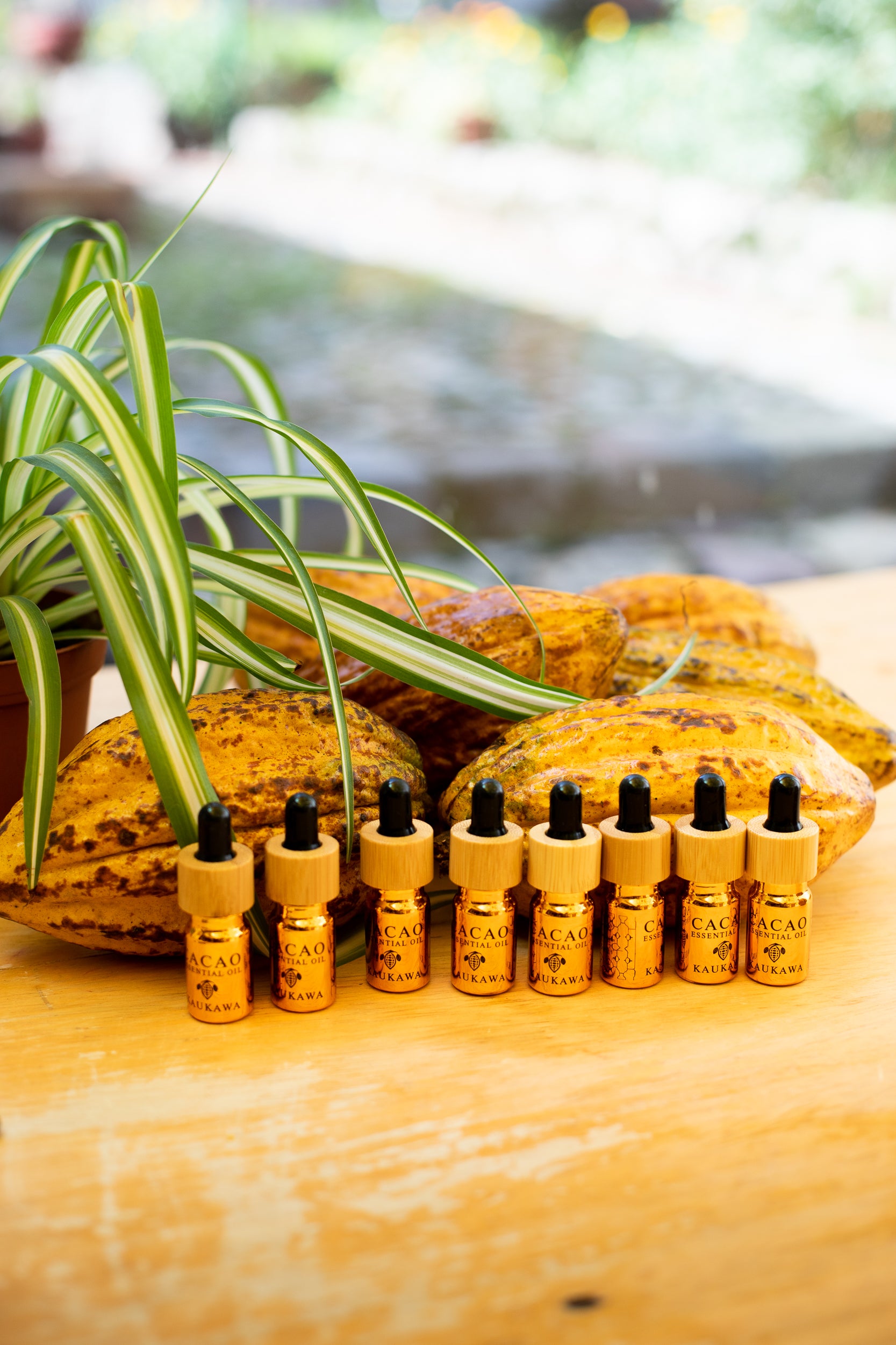 Kaukawa cacao essential oil, made in Cusco Peru,  wellness, skin, regenerative, antidepressant